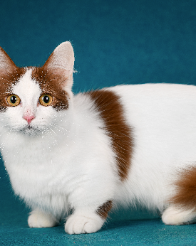 Munchkin cat