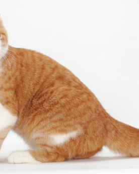 Scottish Fold & Straight cat