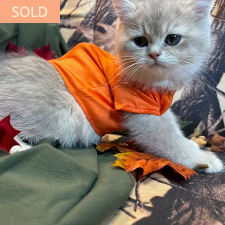 Bailey, male British Shorthair kitten from TMZ Kittenz N Katz