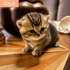 Celine, female British Shorthair kitten from TMZ Kittenz N Katz