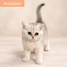 Chai, male British/Munchkin kitten from TMZ Kittenz N Katz