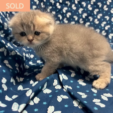 Edgar Blue, male Scottish Fold kitten from TMZ Kittenz N Katz