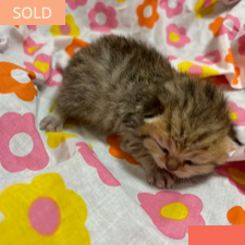 Georgie Littles, female British Shorthair kitten from TMZ Kittenz N Katz