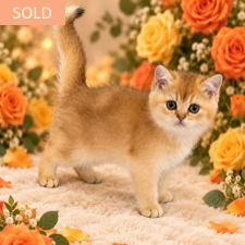 Jasmine, female British/Munchkin kitten from TMZ Kittenz N Katz