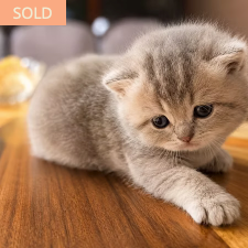 Max, male British Shorthair kitten from TMZ Kittenz N Katz