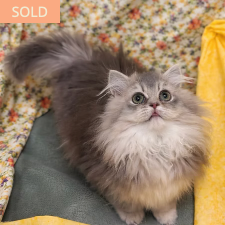 Patch, female Munchkin kitten from TMZ Kittenz N Katz