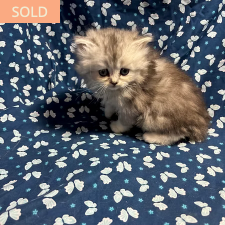 Polar, male Scottish Straight Longhair kitten from TMZ Kittenz N Katz