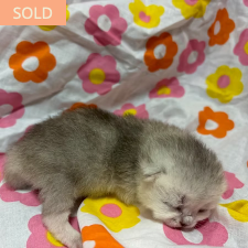 Posie, female British Shorthair kitten from TMZ Kittenz N Katz