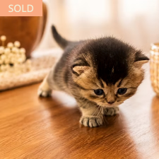 Rex, male British Shorthair kitten from TMZ Kittenz N Katz