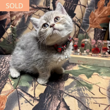 River, female Scottish Straight kitten from TMZ Kittenz N Katz