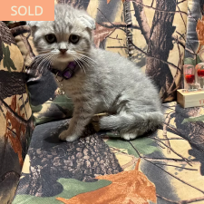 Storm, female Scottish Fold kitten from TMZ Kittenz N Katz