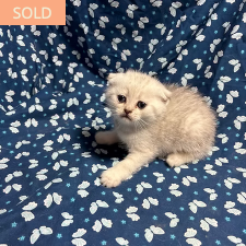 Sylas Nova/Cloud, male Scottish Fold kitten from TMZ Kittenz N Katz